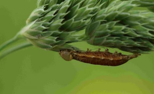 Aleiodes sp.